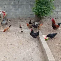 فوش مرغ و خروس محلی