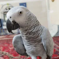 فروش انواع طوطی ملنگو و عروس هلندی|پرنده|بیرجند, |دیوار