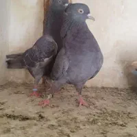 کبوتر پرشی وپلاکی
