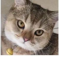 گربه بریتیش|گربه|پرند, فاز ۵|دیوار