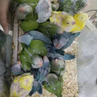 بورس طوطی راهب گرینچیک خورشیدی از سرلاکی تا دونخور