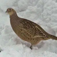 پرنده تزیئنی|حیوانات|بجنورد, |دیوار