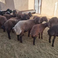 ۱۹راس بره نر افشار همو هترو|حیوانات مزرعه|مرودشت, تخت جمشید|دیوار