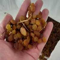 کشمش|خوردنی و آشامیدنی|بجنورد, |دیوار