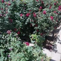 گلمحمدی پائیزه حراج