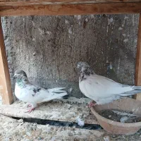 کبوتر پرشی نروماده اصیل|پرنده|کاشان, لتحر|دیوار