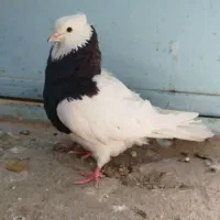 ماده سیاه
