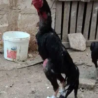 اوشامو آلمانی مشگی