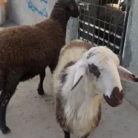 بره قوچ افشاری