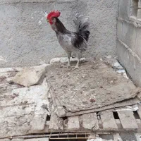 خروس طوسی ریشی