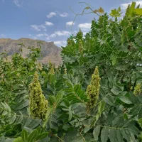 سماق قرمز|خوردنی و آشامیدنی|تهران, ونک|دیوار