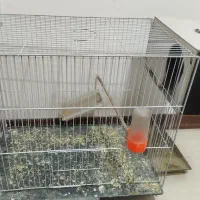 قفس|لوازم جانبی حیوانات|مشهد, حضرت حجت|دیوار