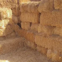 کاه یا کولش،گندم،اتن،موجود،میباشد|حیوانات مزرعه|باغستان, |دیوار