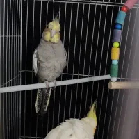 عروس هلندی|پرنده|یزد, |دیوار