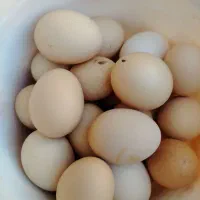تخم مرغ محلی تازه|خوردنی و آشامیدنی|سبزوار, جوادیه شرقی|دیوار