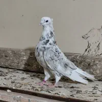 نرکوهی دمپاک جوان