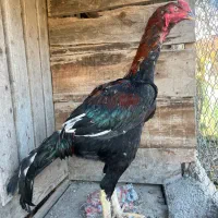 خروس لاری|حیوانات مزرعه|رشت, بیجارپس|دیوار