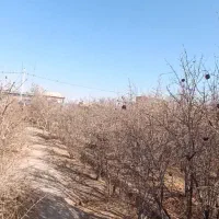 باغ چهاردیواری|فروش زمین و ملک کلنگی|برخوار, |دیوار