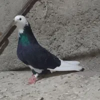 کبوترهای شازده سبزوشازده سیاه بسیارزیبا|پرنده|قائمشهر, |دیوار