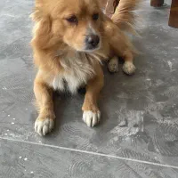 سگ پیدا شده