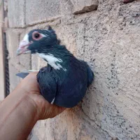 پلنگ و بدرنگ