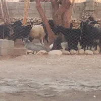 بره غوچی چینی درجه یک