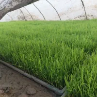 15 عدد بذر نشاء هاشمی آماده