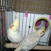 جفت عروس هلندی مولد