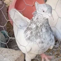 کله ای سفید پلنگ