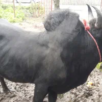 ورزا سرشاخ سیاه بی نشان