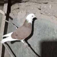 ماده قلابی سرخ مهر حیون عالی صحیح وسالم وخوشگل .