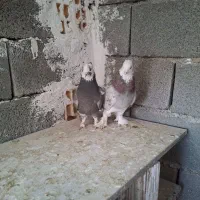 کبوتر کفتر کله ای|پرنده|صباشهر, |دیوار