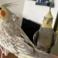 جفت عروس هلندی رام