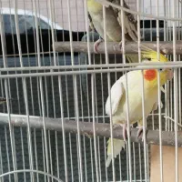 دو عدد عروس هلندی نر و ماده باهم جفت هستند|پرنده|اصفهان, قهجاورستان|دیوار