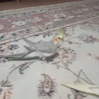 عروس هلندی سینامون یا همان اهویی