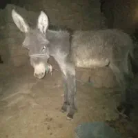 قدو نرمعاوضه بابز