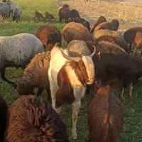 فروش چکل یا دبر پاکستانی|حیوانات مزرعه|ششده و قره بلاغ, |دیوار