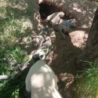 ماده‌ عراقی|سگ|بناب, |دیوار