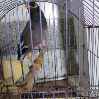 مرغ مینا|پرنده|بجنورد, |دیوار