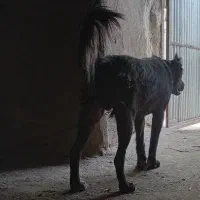 توله قدرجونی