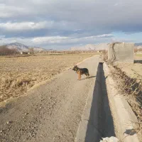 سگ ژرمن اصل