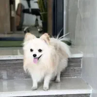 سگ پامر اصل