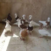 کبوتر