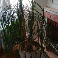 لیندا ونیم متری بزرگ