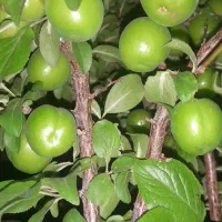 گوجه سبز (ترش شیرین) آبداروخوشمزه به مقدارمحدود