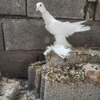 کبوتر اوجاپاچا خاصا