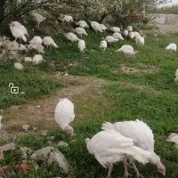 بوقلمون گوشتی بیوتی