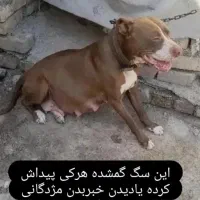 پیتبول مژدگانی