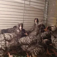 جوجه خروس یک ماهه امروک