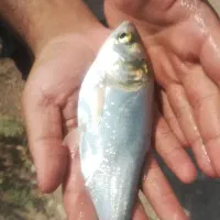 بچه ماهی کپور امور بیگهد قزل شیربت بنی|ماهی|شوشتر, |دیوار